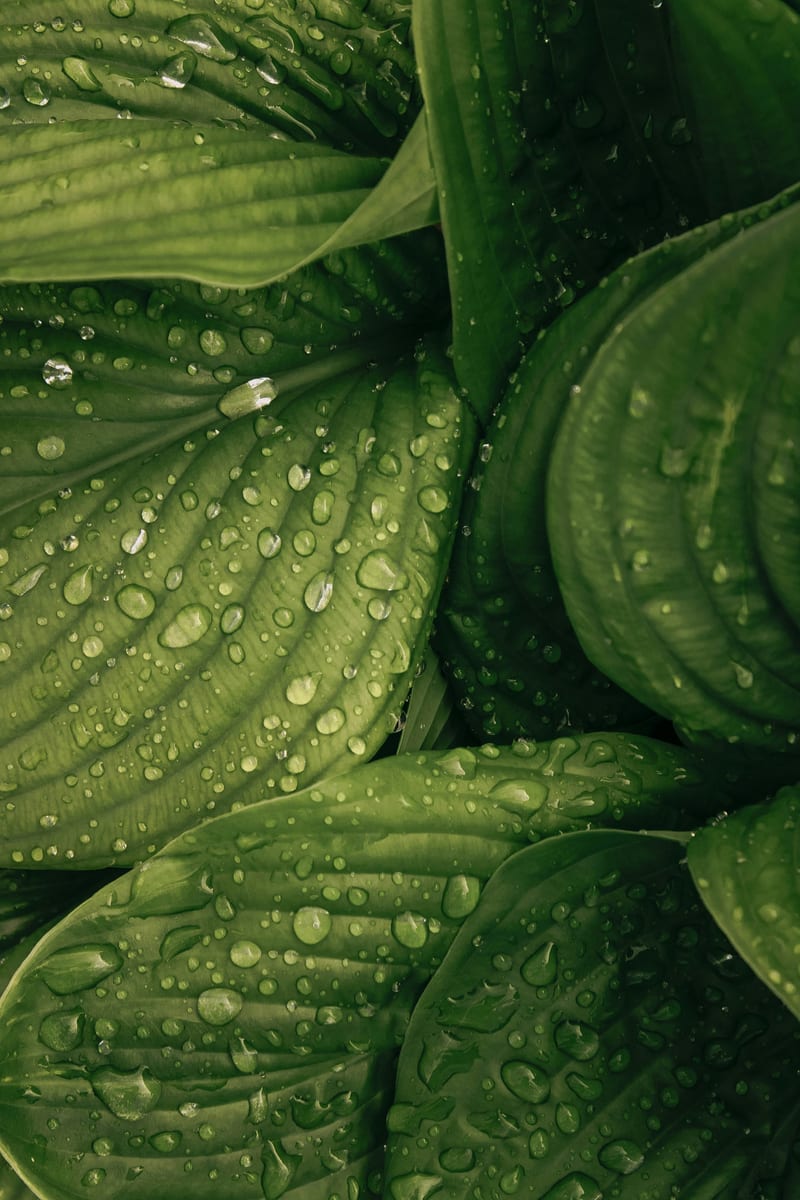 Green foliage, representing a refurbish-first, low-waste approach.